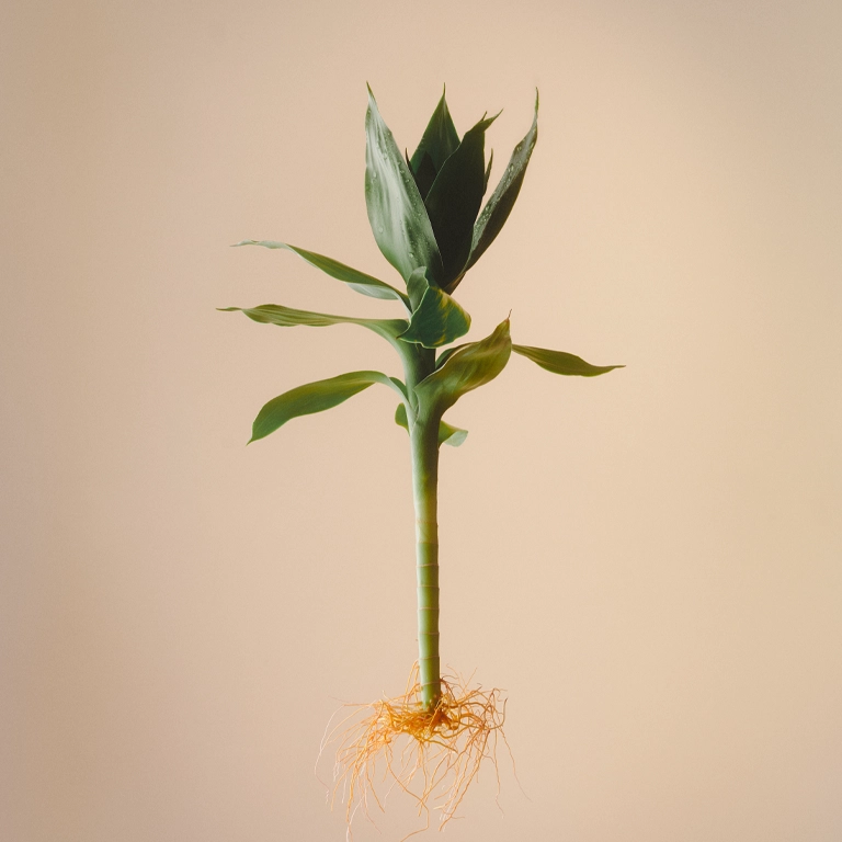 Bamboo Bodifying Complex