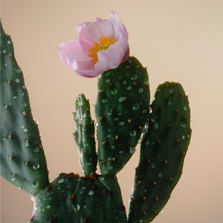 Cactus Protecting Complex