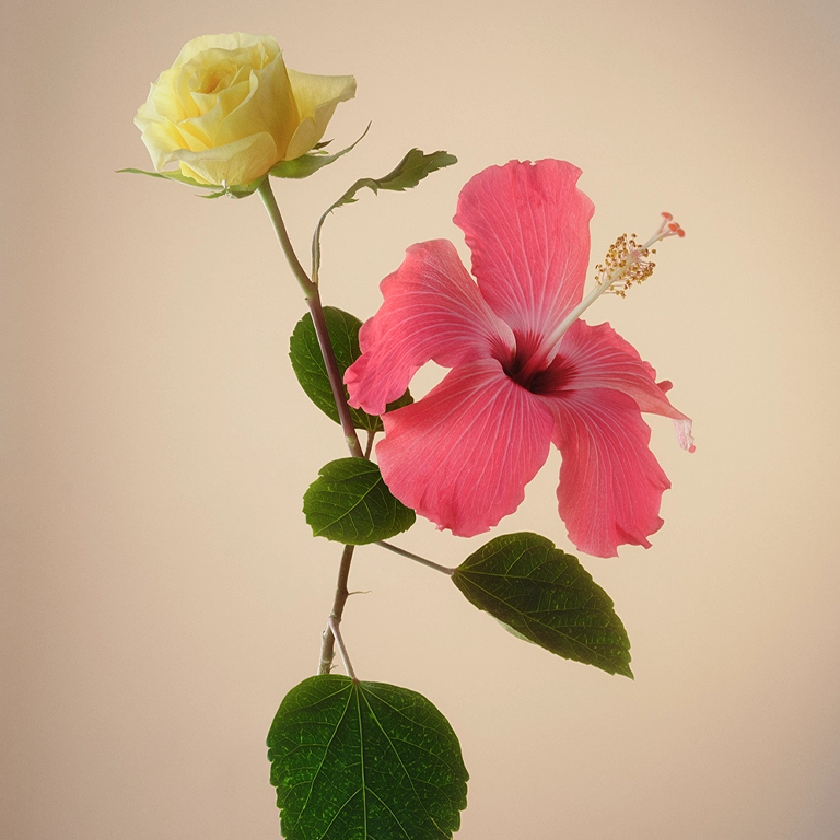 Hibiscus Vibrancy Complex